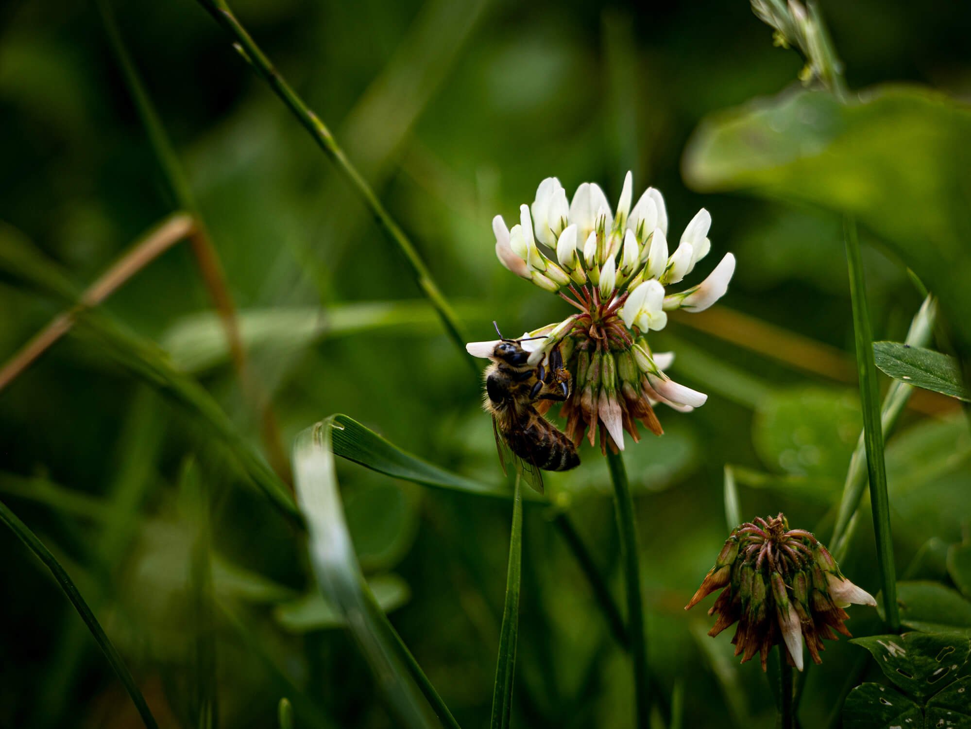 Biene an weißer Blume